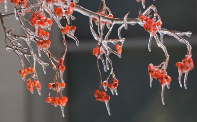 ice on branches