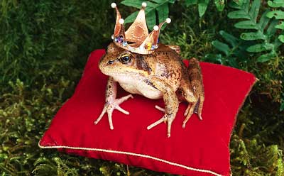Photo of a frog wearing a crown