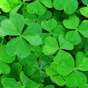 Photo of clovers