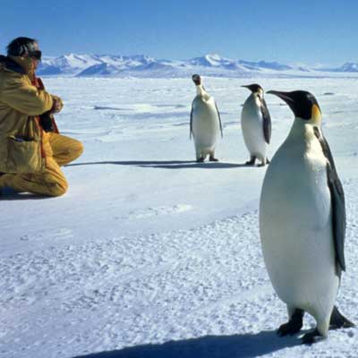 A photo of penguins interacting with curious visitors in Antarctica.