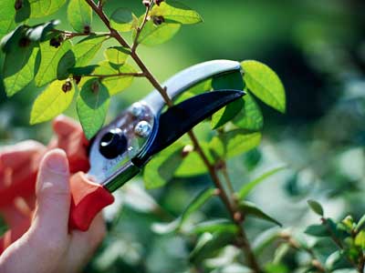 Photo of pruning shears cutting a branch