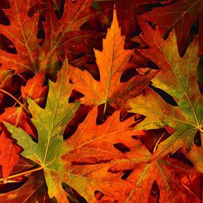 A photo of autumn leaves