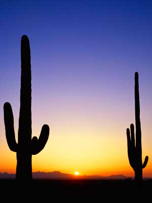 Photo of two Arizona cactus plants silhouetted by the sunset.