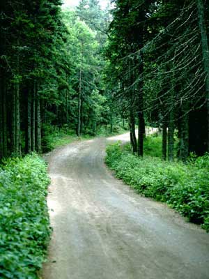 Photo of a dirt road winding through the woods
