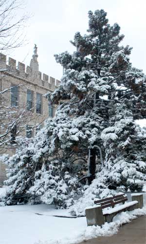 Photo of a snow-covered evergreen outside Altgeld Hall
