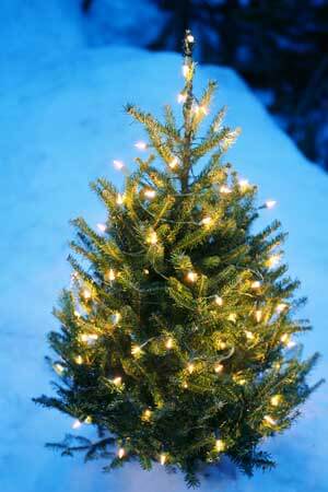 Photo of an evergreen covered in white lights during a snowy winter night