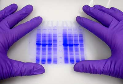Photo of purple-gloved hands conducting a scientific experiment.