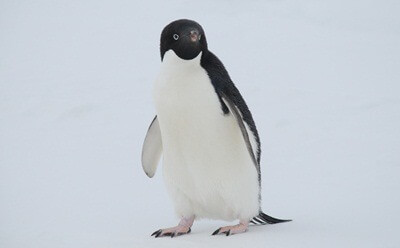 penguin-feature