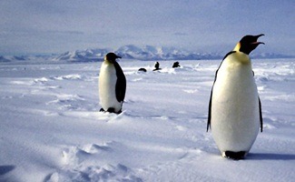 The Antarctic locals.