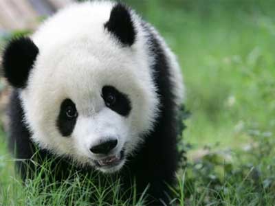 Photo of a giant panda bear