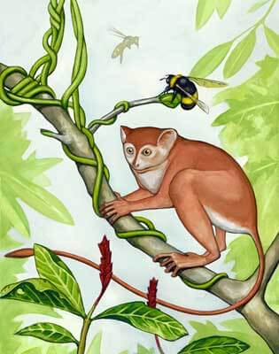 An artist’s conception of what the newly discovered primate, Archicebus achilles, might have looked like. Credit: Mat Severson, Northern Illinois University