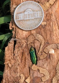 Close-up showing the Emerald Ash Borer and the tunnels it makes in infected trees