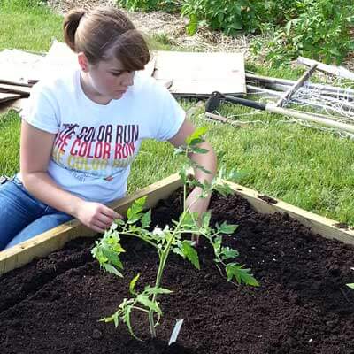 Kathryn Olson plants tomatoes.
