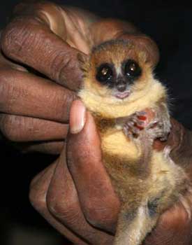 A mouse lemur trapped to collect data on population density and health.