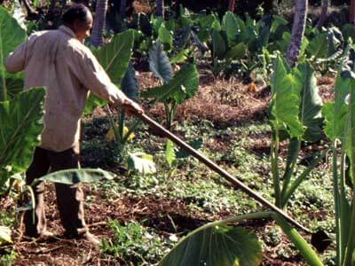 A Tongan farmer in a field of taro, a root vegetable.