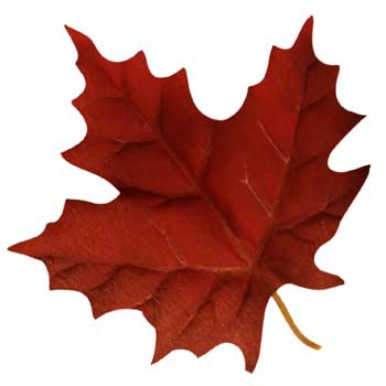 Photo of a maple leaf in autumn
