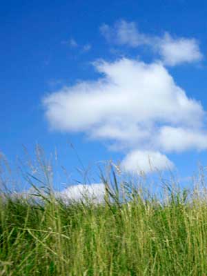 Photo of green grass, blue sky and white puffy clouds