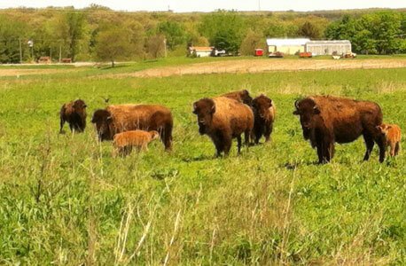 The wild bison herd at Nachusa Grasslands is the first herd reintroduced for habitat restoration purposes east of the Mississippi River.