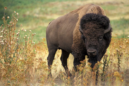 Photo of a bison